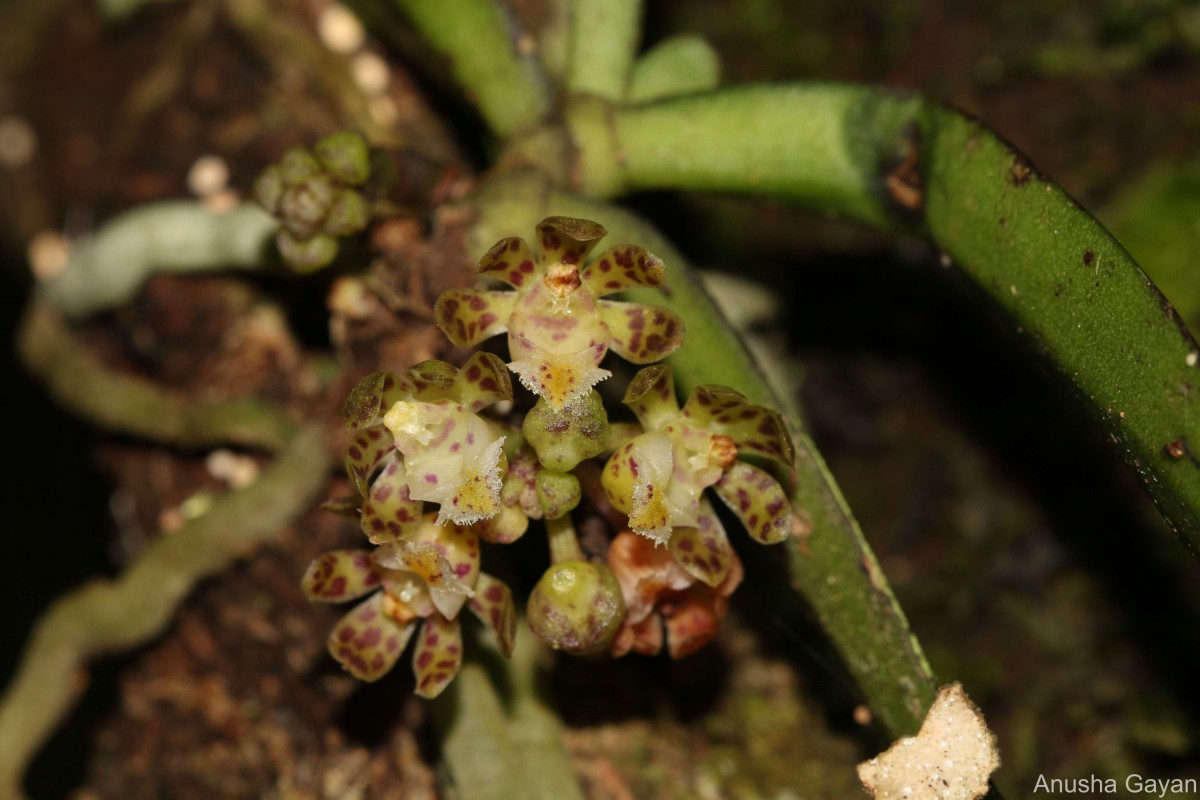 Gastrochilus acaulis (Lindl.) Kuntze